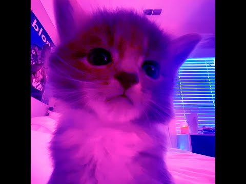 [FREE] hyperpop x glitchcore x TREEPSIDE x sad type beat (Nier)