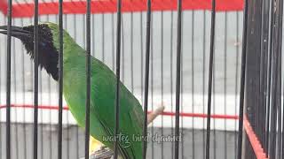 Download lagu Kurang Emosi,Pancing Dengan Cucak Ijo Gacor Ini mp3