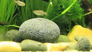 Danio quagga & Sewellia lineolata