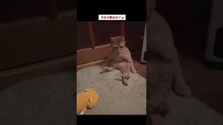 本当に猫ですか⁈