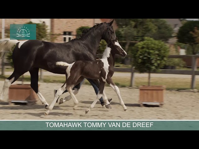 TOMAHAWK TOMMY VAN DE DREEF