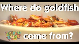 Where do goldfish come from? | The Friday Zone