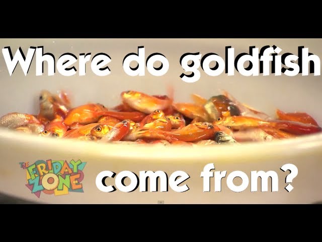 Where do goldfish come from? | The Friday Zone