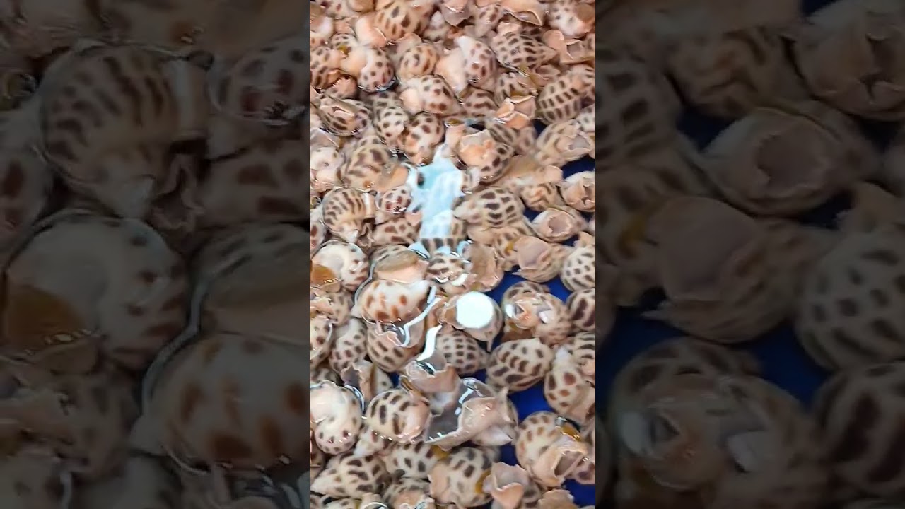 #asmr #different #seashells #yummy #delicious #healthy @majayvlogsmajay3524