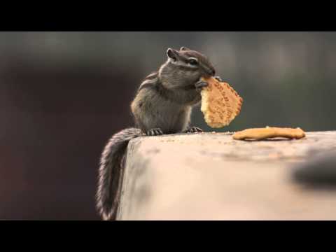 Chipmunk eating a cookie
