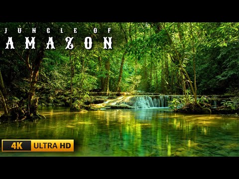 Amazon Jungle 4K – Where Nature's Most Beautiful Animals Live