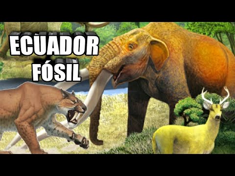 🦁 Discover the fossils of Ecuador! #Megafauna #Megamammals 🐘