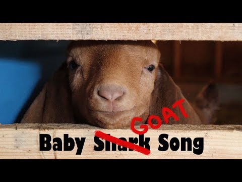 Baby Goat Song (A Farm Remake of "Baby Shark")