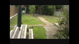 Beautiful Magpies Pigeons and a Crow In My Garden.