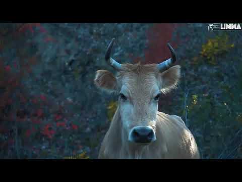 Rasster & Renomty - Djara (Original Mix) | LIMMA