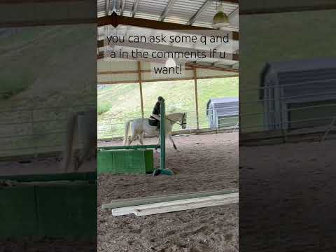 q and a if u have any!! #horse #january11 #animal #merryman #francoiscevert #perceval #leorme #roya