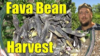 Harvesting Dried Fava Beans For Seed Stock & Culinary