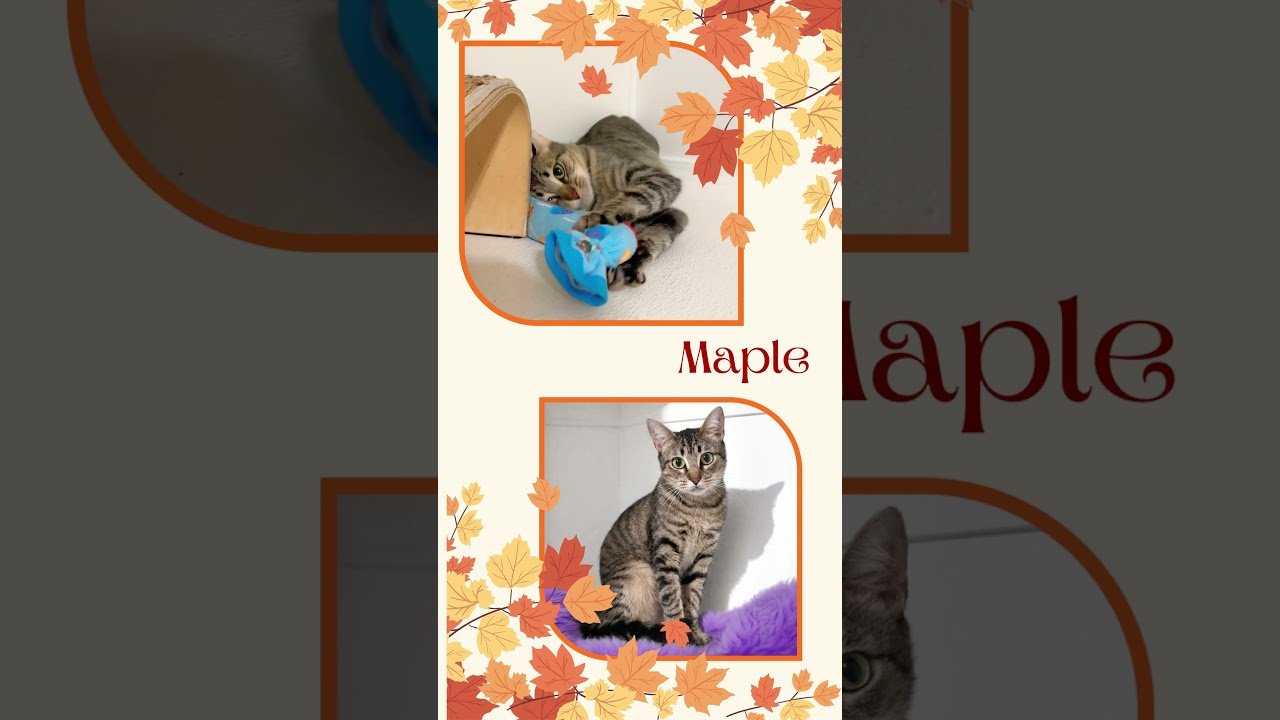 Maple, a Adoptable mixed breed in Cambria, CA video 6/6