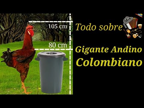 , title : 'Todo sobre la variedad de pollo gigante andino colombiano,  características,  alimentación y postura'