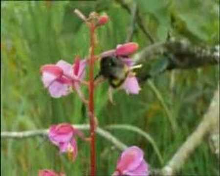 Grizzly man mourns sleeping bumblebee