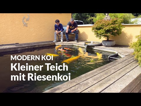 With Makoto at Tom's 16,000-liter pond | Modern Koi Blog #7635
