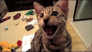 Прикольное видео с Coub - Июнь #2 2017