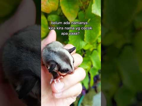 Kasih Nama Siapa ya? #sugarglider #sugargliderlover