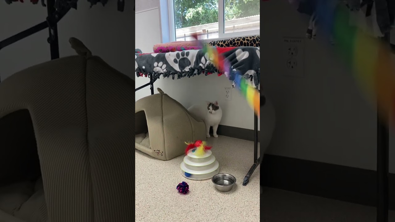 Kabuki, a Adoptable Domestic Short Hair in St. Helena, CA video 6/6