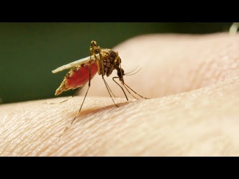 Чем мазать укусы комаров: 6 действенных способов избавиться от зуда