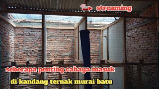 Download lagu 🛑 STREAMING pentingnya cahaya matahari untuk kandang ternak murai batu mp3