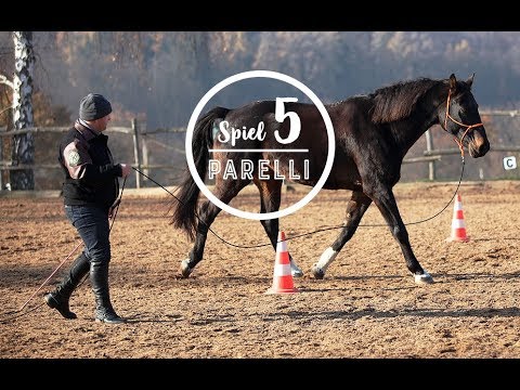 Die 7 Spiele von Parelli - Circling Game