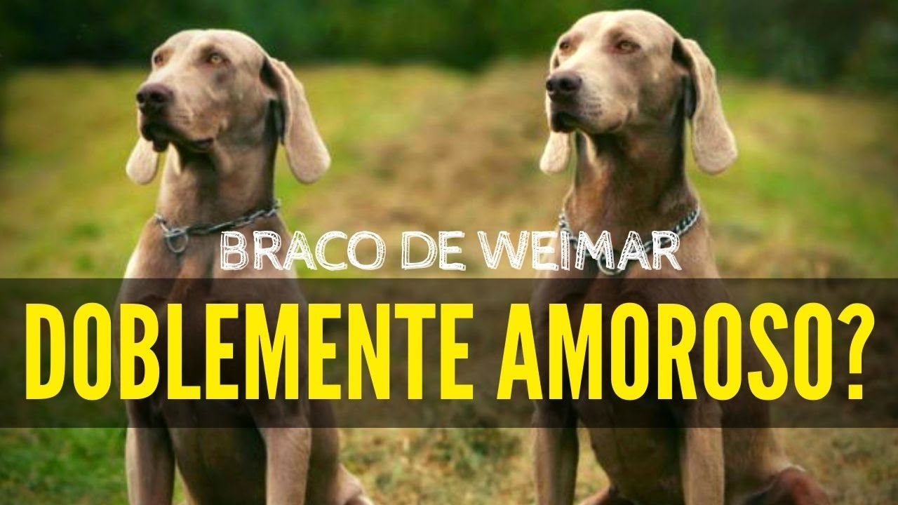 BRACO DE WEIMAR ?? Estas son las 10 PRINCIPALES CARACTERISTICAS DE SU COMPORTAMIENTO ?