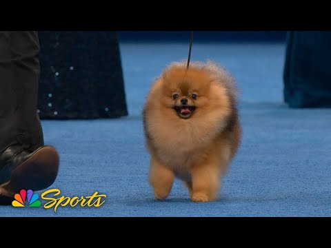 National Dog Show 2025: Toy Group (Full Judging) | NBC Sports