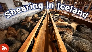 ICELANDIC RAM ESCAPES DURING SHEARING  |  Iceland Day 3