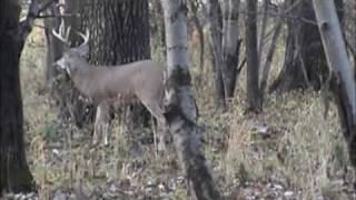 preview picture of video 'Central Iowa Whitetail Deer Hunt'