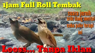 Download lagu PANCINGAN DAN MASTERAN SRDC BIAR CEPAT BUNYI ,dan terapi srdc biar cepat wikplong dan gacor mp3