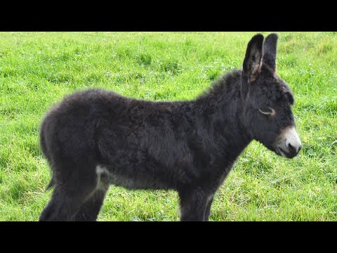 Trka magaraca u Radešićima kod Teslića - Donkey race!!!