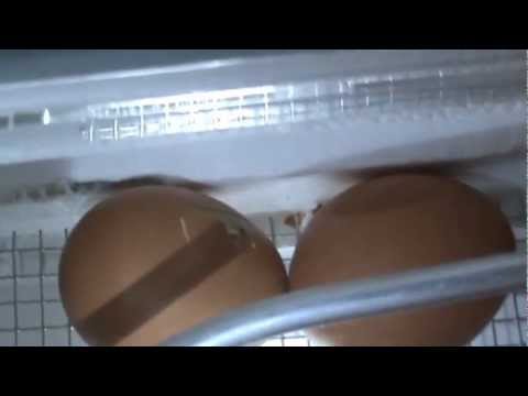 Chickens: First Pip (2 of 10)