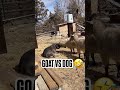 Goat Vs Dog Youtubeshorts Shorts Funny Shots Animatin