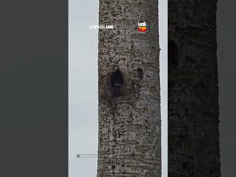 Drone flagra pica-pau alimentando filhotes no ninho no interior de SP