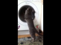 Curious Cat And Washing Machine
