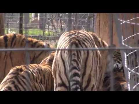 Tiger Feeding Frenzy