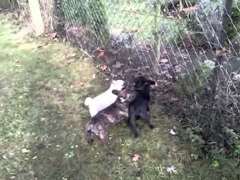 Hugo rauft mit Jaquomo und Mops