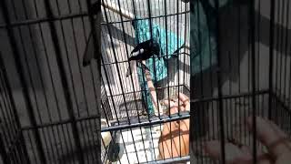 Download lagu Kacer sembur jinak mp3 Download lagu Kacer sembur jinak mp3