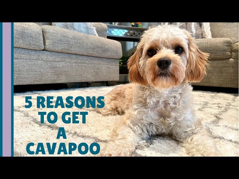2nd YouTube video about are cavapoo hypoallergenic