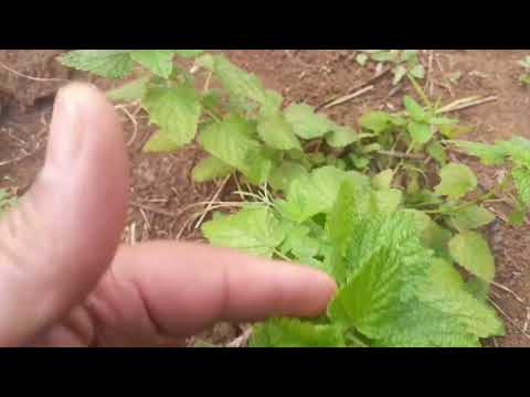 Erva Cidreira (Melissa officinalis)