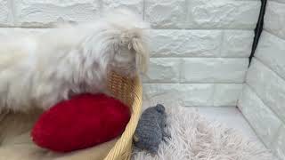 ハーフ犬の動画02