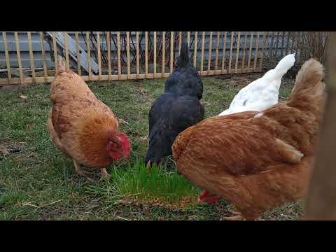 Hühner lieben Weizengras