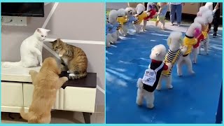 【面白い動画】 癒し動物 かわいい猫 - かわいい犬  　動画まとめ