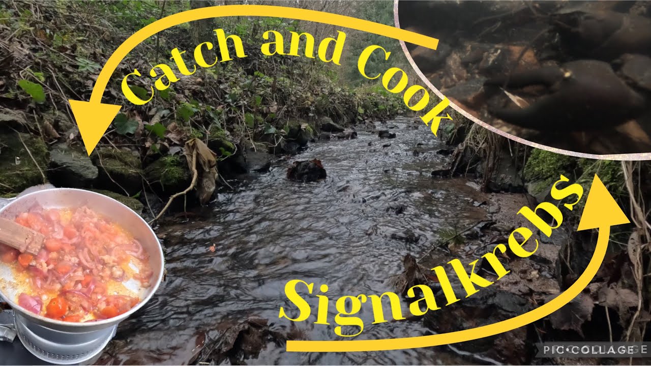 Signalkrebse im Dezember am kleinen Bach , Catch and Cook im Trangia