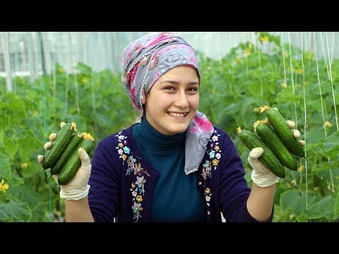 , title : 'En soğuk ilçede kış ortasında domates ve salatalık üretiliyor'