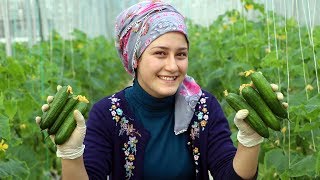 En soğuk ilçede kış ortasında domates ve salatalık üretiliyor