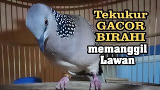 Download lagu Langsung Nyaut dan ikut Bunyi dengan Pancingan terkukur/Derkuku GACOR BIRAHI ini mp3