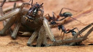 Маленькие монстры - самые опасные муравьи.