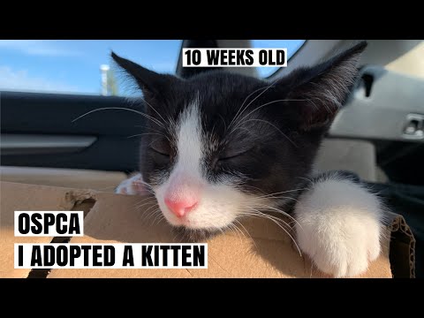 Driving 3 hours to pick up my cat OSPCA | I adopted a cat during quarantine AdoptDontShop | CNDVLOG5